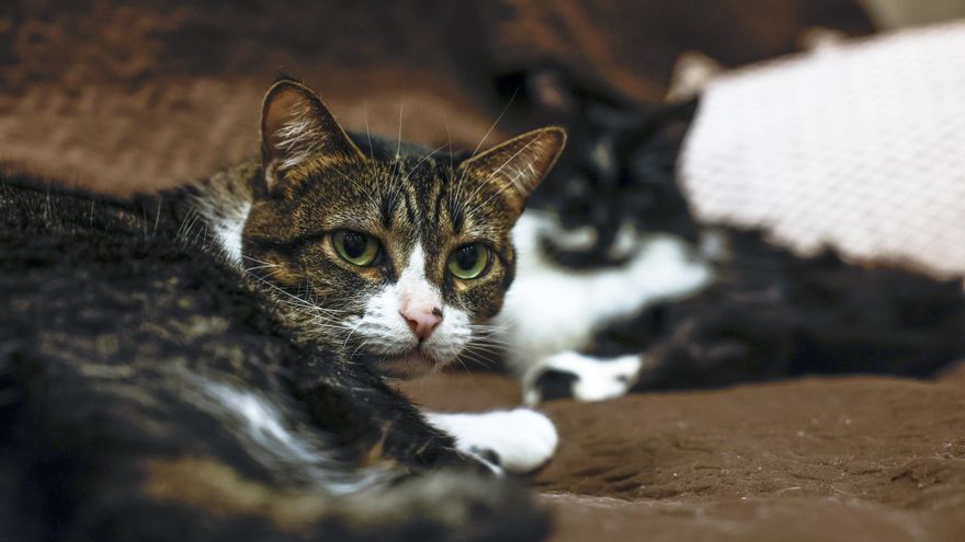 Brasil busca procrear en cautiverio un ave amenazada de la que solo quedan 17 ejemplares