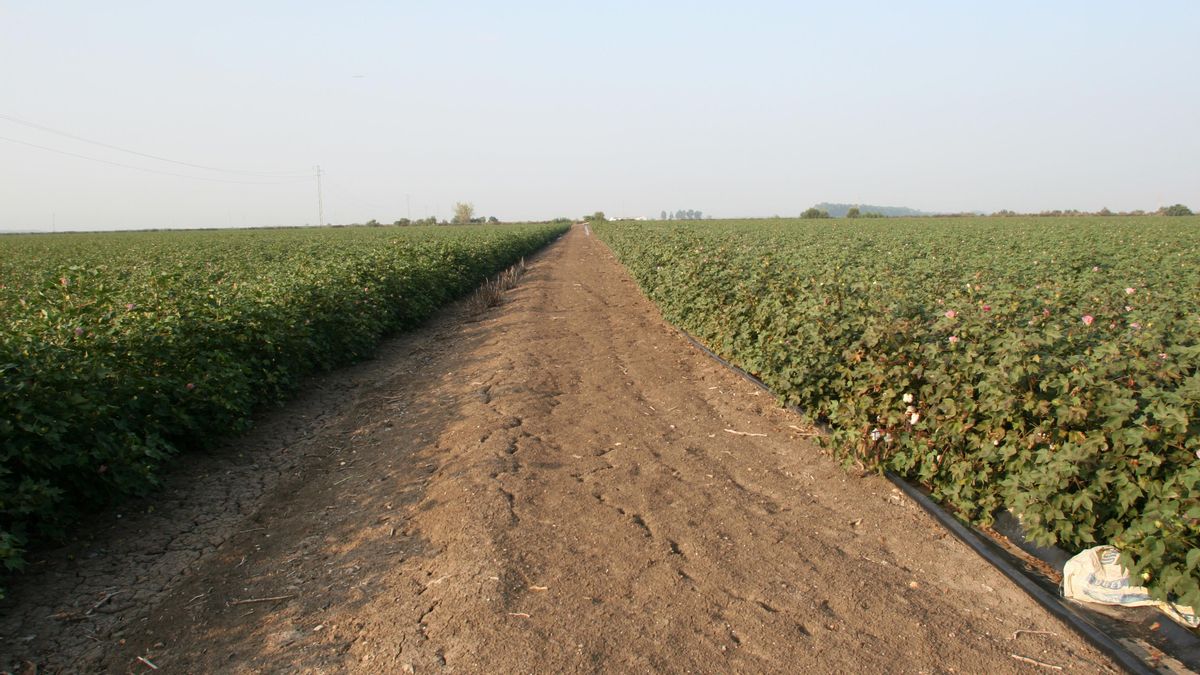 Archivo - Vista general de una plantación de algodón en Andalucía, foto de recurso