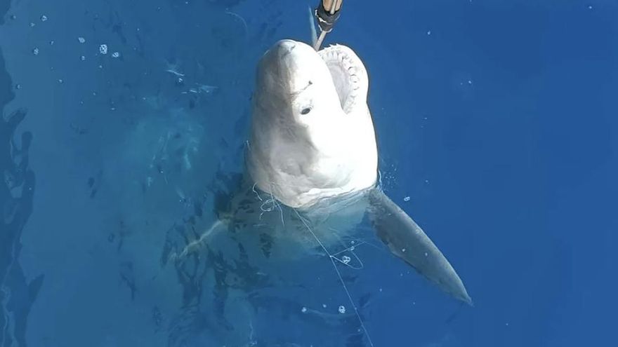 Ya no es algo exclusivo de Estados Unidos ni Australia: un tiburón blanco ha sido capturado en aguas de Alicante y respalda su presencia puntual en España