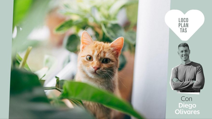 ¿Qué plantas debo evitar en casa para no poner en riesgo a perros y gatos?