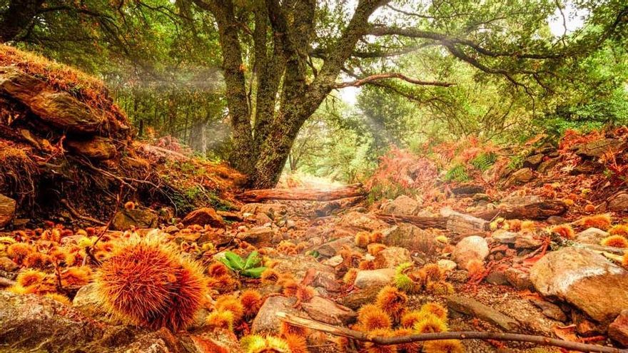 신라 델 레이(Silla del Rey)에서 토르칼(Torcal)까지: 전망이 훌륭하고 반나절에는 다소 어려운 7개의 하이킹 코스