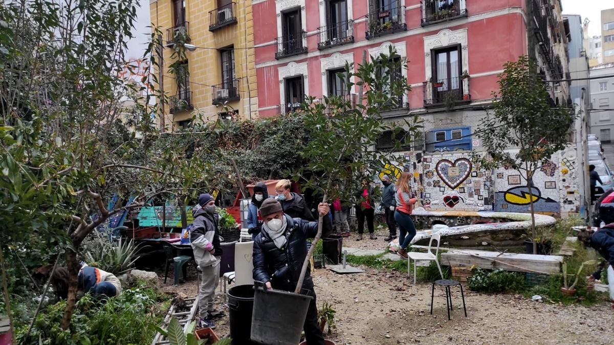 Laurel que se plantará en una corrala de la calle Velarde