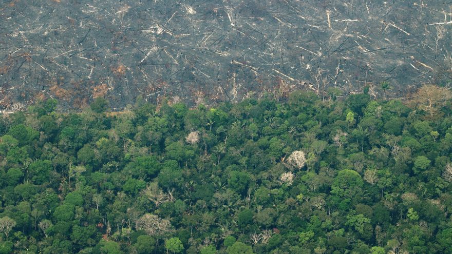 La Amazonía perderá unas 860.000 hectáreas en 2021, según una proyección