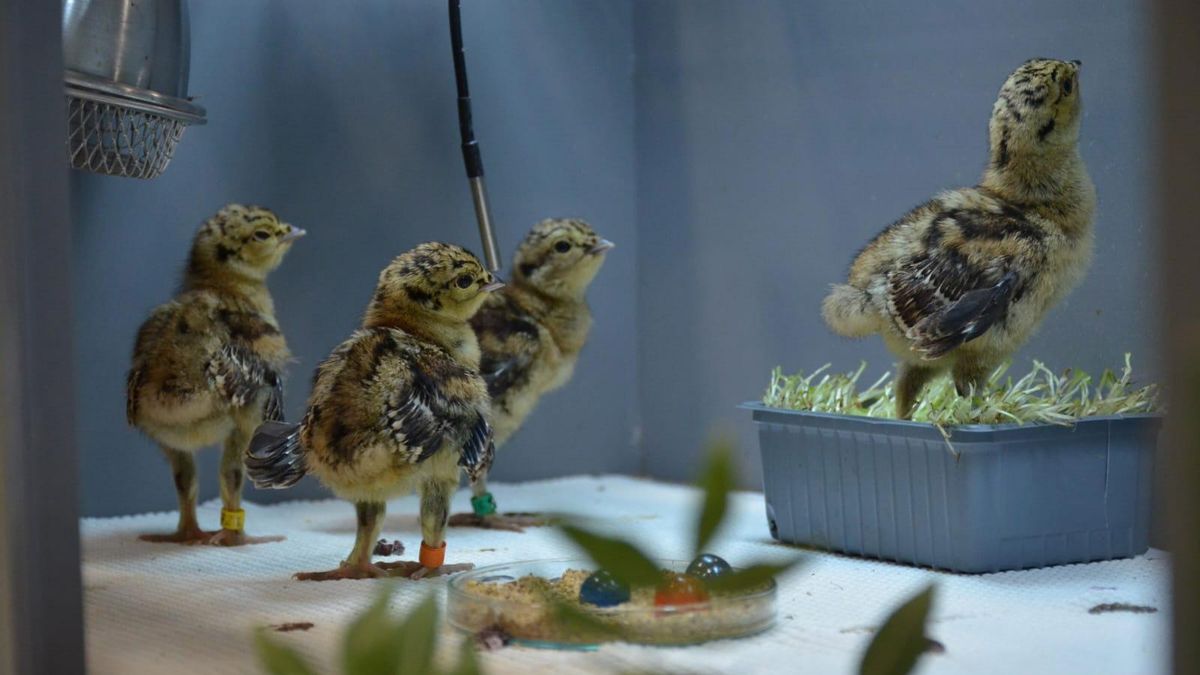 Las hembras de urogallo pueden almacenar esperma viable hasta 21 días pero no dan con la forma de mantener sus propiedades