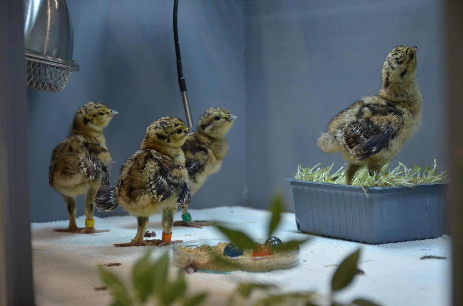 Pollitos de urogallo.