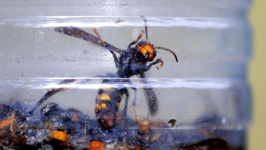 Se extiende la amenaza de la avispa asiática: de los riesgos para la salud al peligro para otras especies