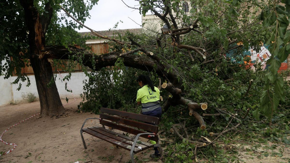 Árbol partido en el parque de Orive