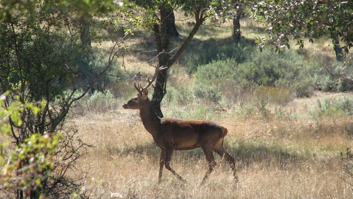 Autorizan la caza de 83 ciervos en la Sierra de la Culebra de Zamora