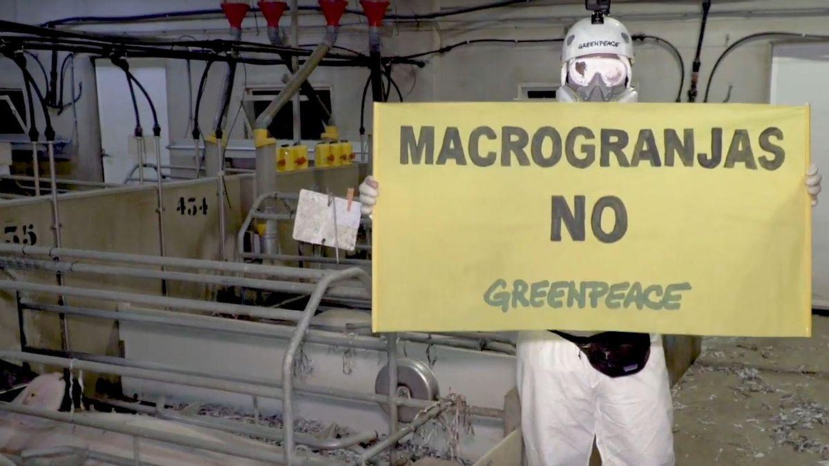 Activistas de Greenpeace se cuelan en una macrogranja porcina para denunciar el estado de los animales