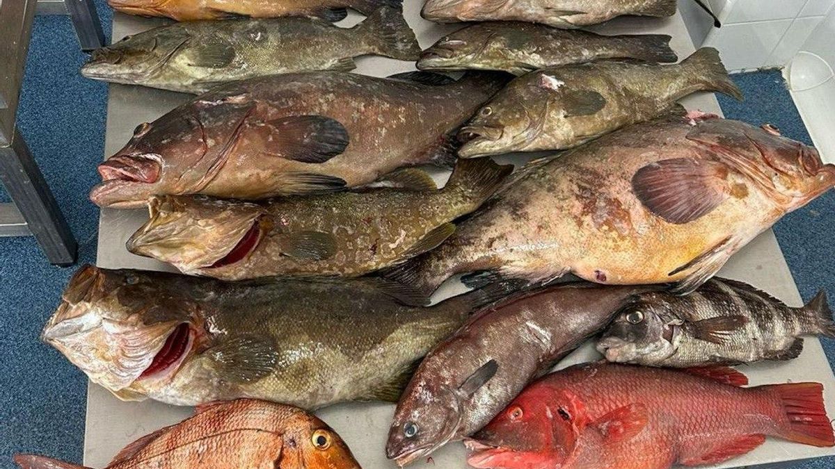 Capturas requisadas a los furtivos sorprendidos en una zona protegida de Lanzarote.