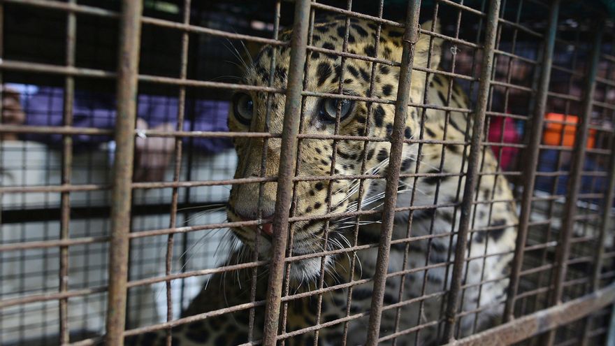 El Supremo indio investigará el zoológico de lujo del hijo del hombre más rico de Asia