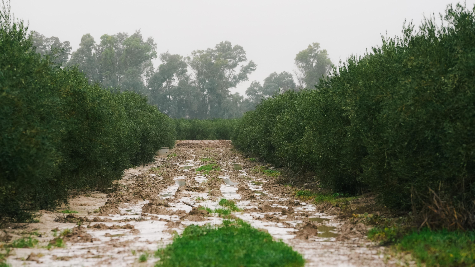 El lodo y el barro, dentro de las parcelas de las calles Perdiz y La Tórtola