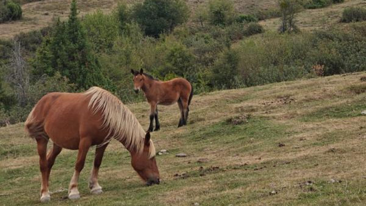 Planes en La Rioja: Ruta del silencio y un recorrido entre hayedos