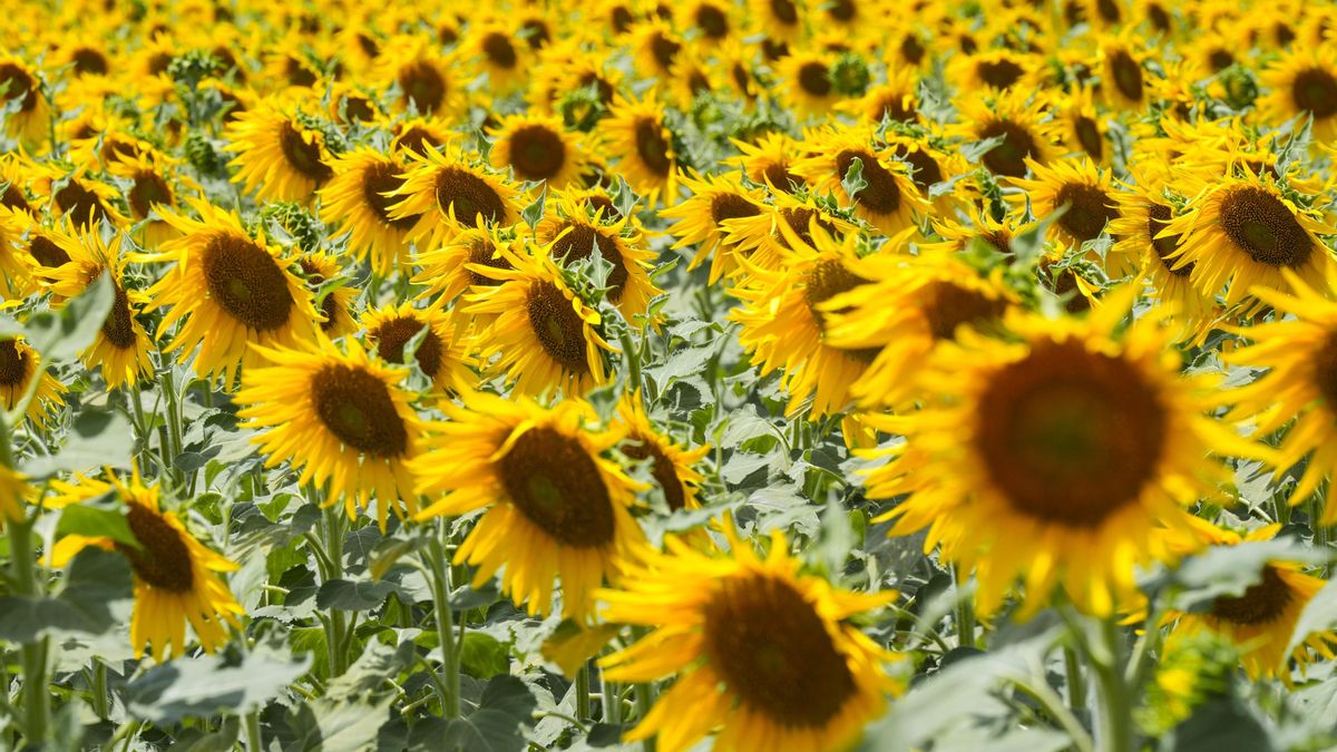 Castilla-La Mancha abonará 5,4 millones en ayudas a girasol medioambiental, apicultura e incorporación de jóvenes