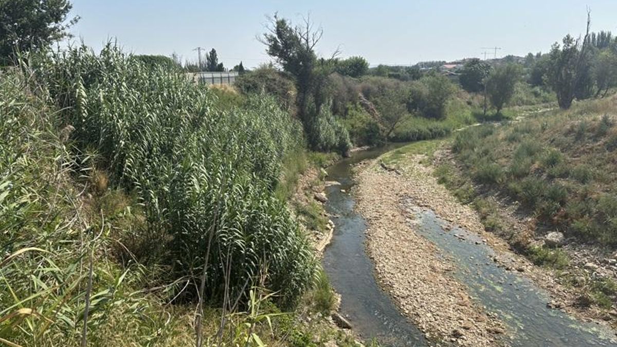 Ecologistas denuncian que la caña común (especie invasora) ha vuelto al río Alhama en Alfaro a pesar de haber invertido 87.000 euros en su eliminación