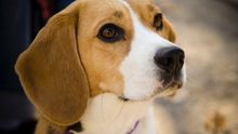 Las diez razones por las que debes esterilizar a tu perro lo antes posible