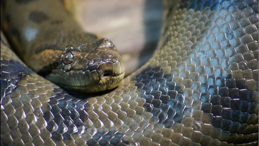 Científicos confirman la “resiliencia” de las anacondas: han sido gigantes durante más de 12 millones de años