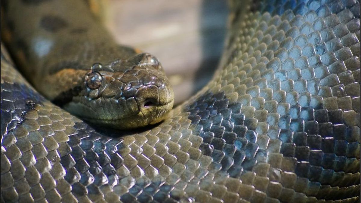 Científicos confirman la “resiliencia” de las anacondas: han sido gigantes durante más de 12 millones de años