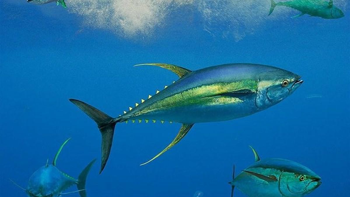 El presidente de La Gomera también rechaza el proyecto de jaulas para atunes en Canarias