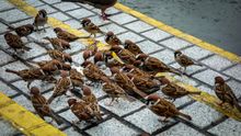 Gorriones en la ciudad