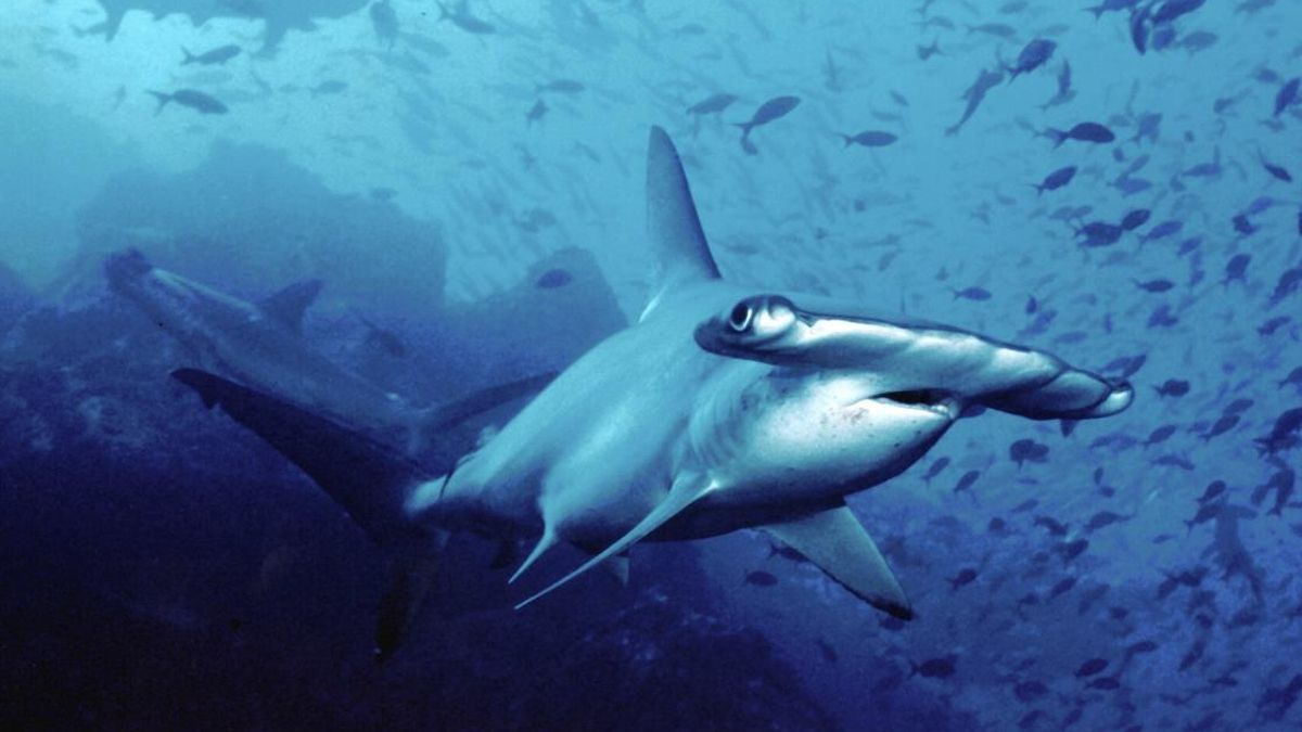 ¿Por qué los tiburones martillo tienen semejante cabeza? Su extraña anatomía esconde ventajas fundamentales para sobrevivir en el océano