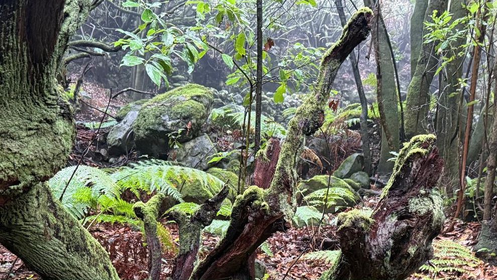 La Palma cuenta con su primer catálogo de ecoturismo