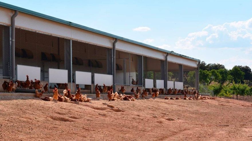 La Junta autoriza una explotación de casi un millón de aves en San Clemente, una de las más grandes de España