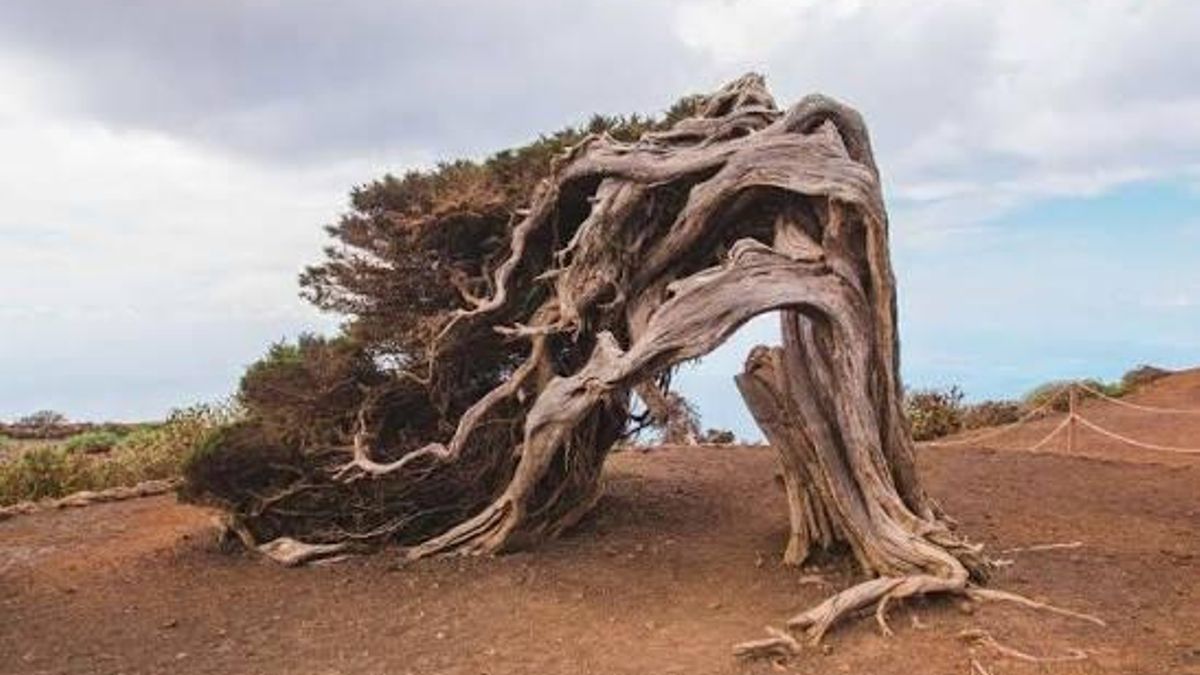 El efecto del viento hace que las curiosas salinas de este bosque canario lleguen a crecer hasta de manera horizontal