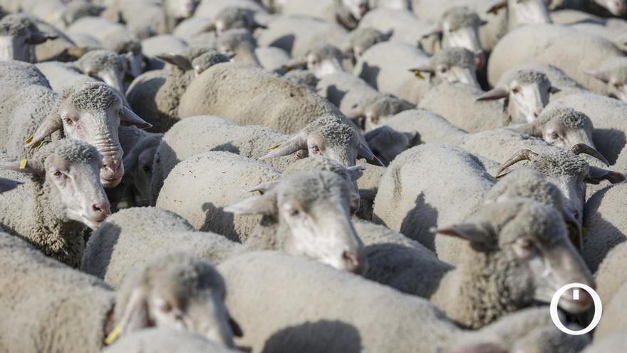 Las cabañas centinelas detectan la circulación de lengua azul en Córdoba