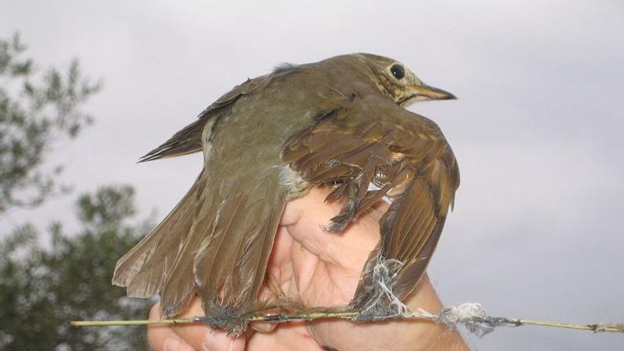 La Diputación del PP en Castellón quiere abrir una escuela de 'parany', un método de caza prohibido