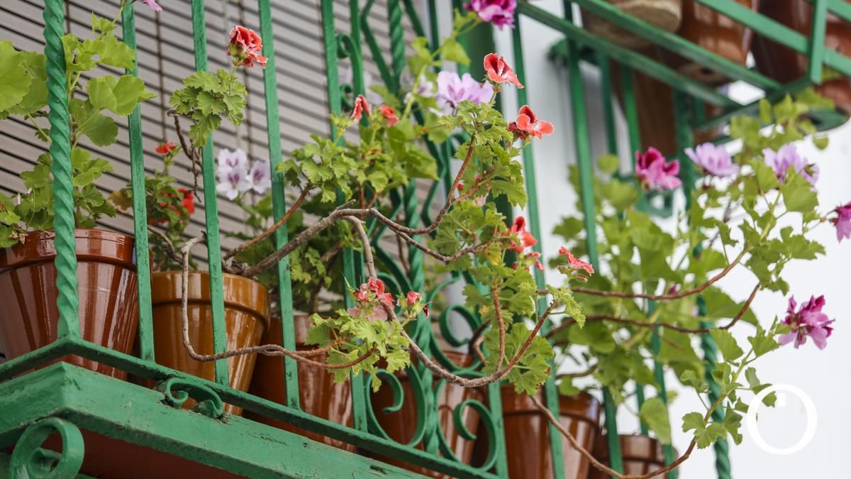 Rejas y Balcones en la C/ Pastora, 8