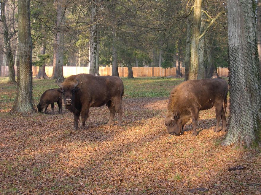 El rey del bosque. No ocupa el primer puesto de la pirámide alimenticia, pero el Bisonte es el vecino más ilustre de Bialowieza.