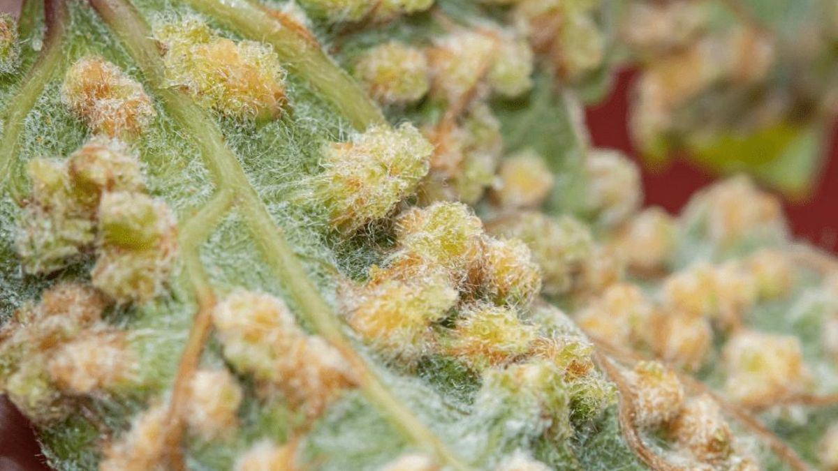 Canarias recibe la peor noticia sobre la filoxera: confirmados en Tenerife varios casos en la raíz de la viña