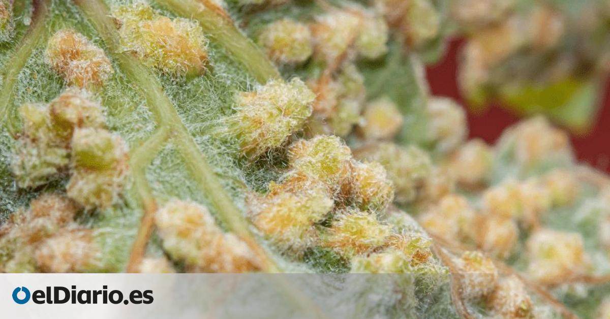 Canarias recibe la peor noticia sobre la filoxera: confirmados en Tenerife varios casos en la raíz de la viña