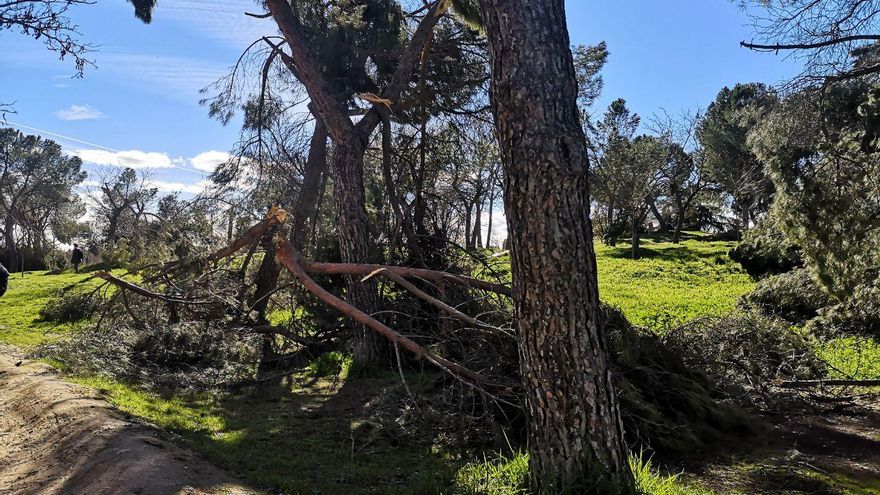 Estado de la Casa de Campo un mes después del paso del temporal Filomena.