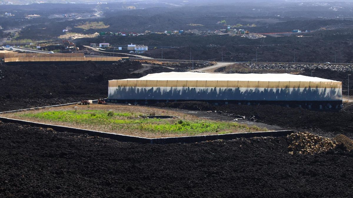 La reconstrucción agrícola avanza desde la colada del Tajogaite al empaquetado