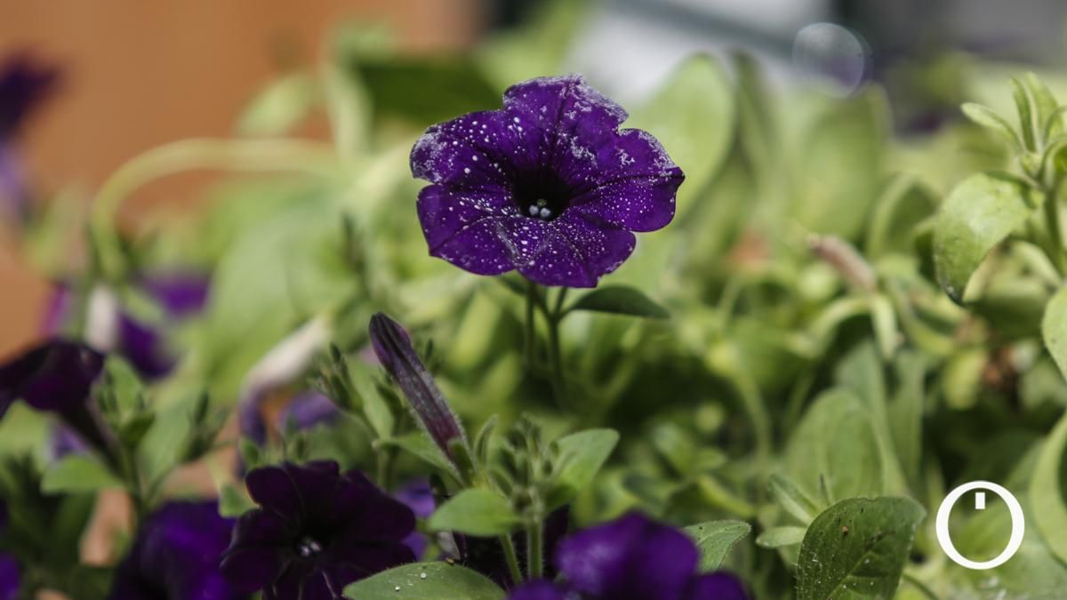 Patio en la C/ Barrionuevo, 43