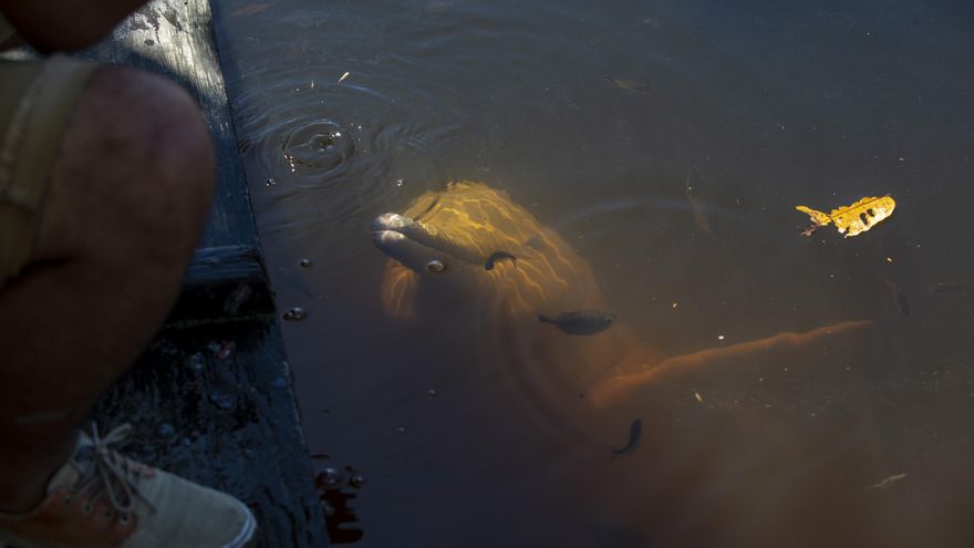 Presentan un plan en Ecuador para la conservación de los delfines de río