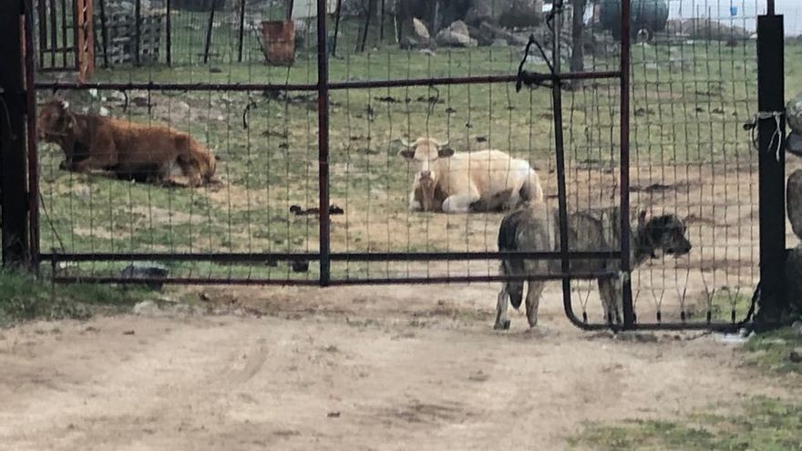Explotación ganadera en la zona del incendio de 2021 de la Sierra de la Paramera, en Ávila.