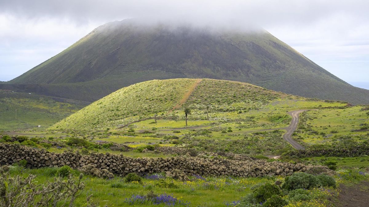 La isla de Lanzarote ha cambiado su aspecto habitual por las lluvias caídas este año y el verde y otros colores han cubierto los terrenos y laderas. En la imagen una ladera de Guinate, municipio de Haría, cubierta de verde con el Volcán de la Corona al fondo. EFE/Adriel Perdomo