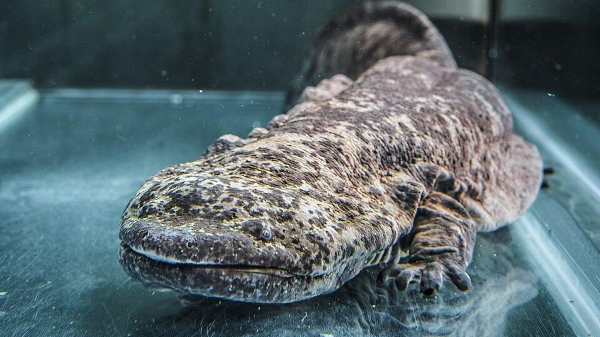 Ni una rana ni un ajolote: el anfibio más grande del mundo es esta salamandra gigante