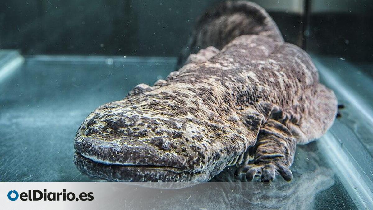 World's Largest Amphibian, the Giant Salamander, Faces Extinction