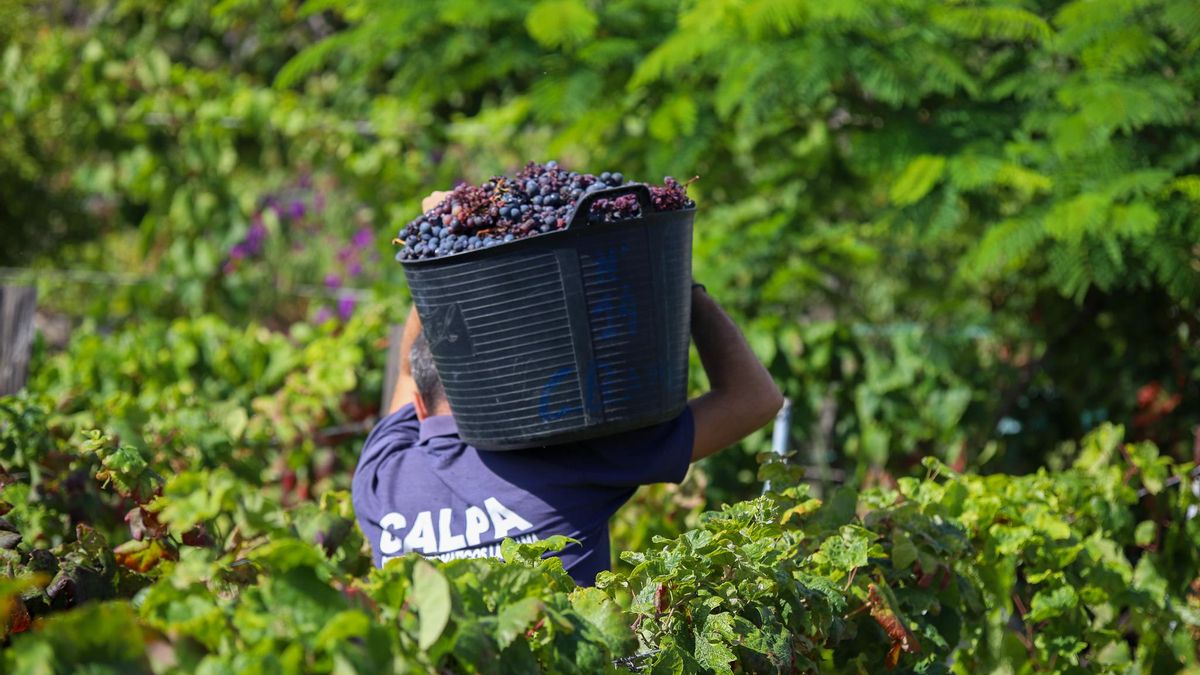 Vendimia de La Palma de 2025. LUIS G. MORERA/EFE