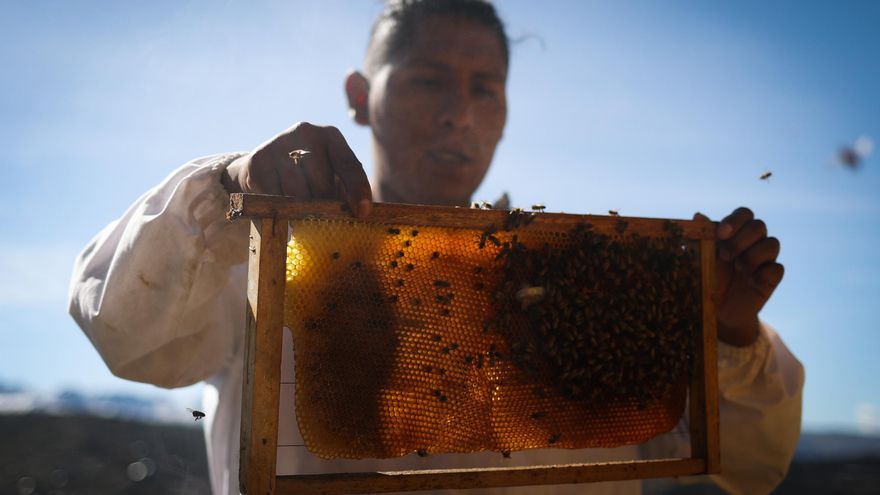 El boliviano que rescata abejas y enseña a convivir con ellas para preservar el planeta