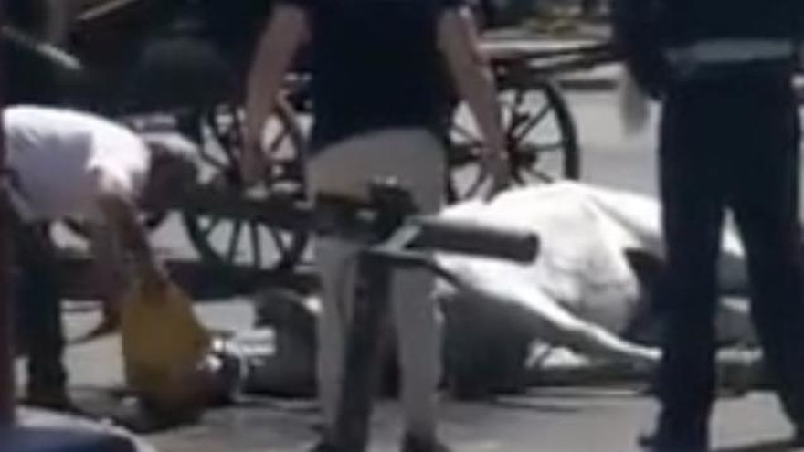 Muere deshidratada una yegua a la que su propietaria puso a tirar de un carruaje en Sevilla pese a saber que estaba enferma