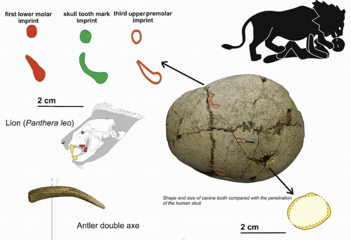 Las señales de curación confirmaron meses de cuidados constantes