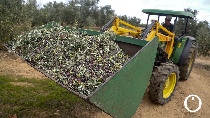 El precio en origen del aceite de oliva vuelve a los niveles de hace dos años