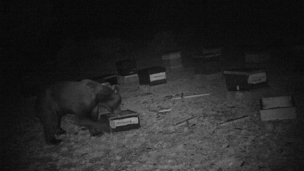 El oso pardo regresa a Cabrera, Carballeda y Sanabria 150 años después de su desaparición