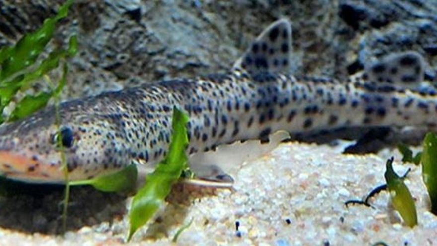 ¿Conoces a la pintarroja? El tiburón que vuelve a nadar en la costa de Barcelona gracias a una asociación