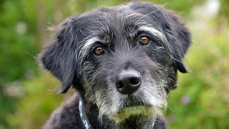 Tu perro se hace mayor: esto necesitas saber para mejorar su calidad de vida